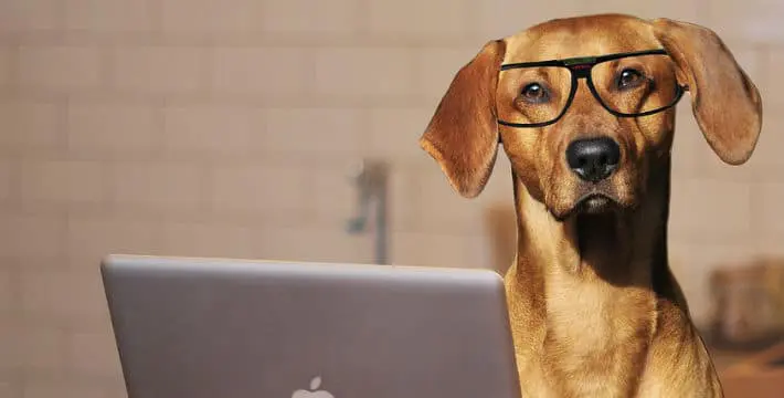 investing in pet-related stocks