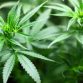 Cannabis Legalization in Canada