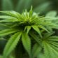 Cannabis Trading