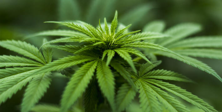 Cannabis Trading