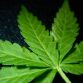 Trading Cannabis