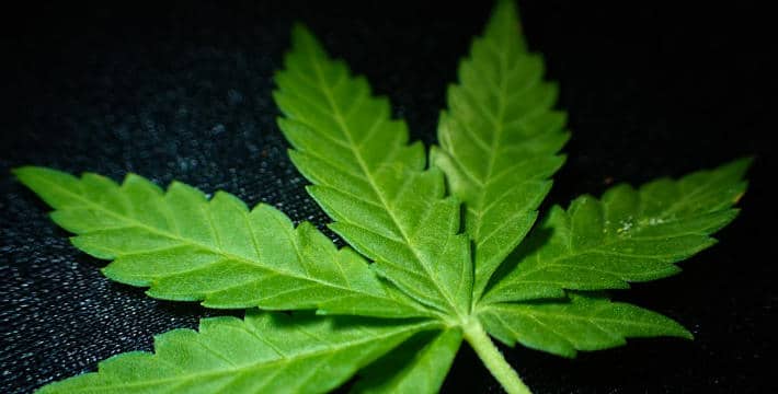 Trading Cannabis