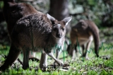 Stocks Enter Kangaroo Market